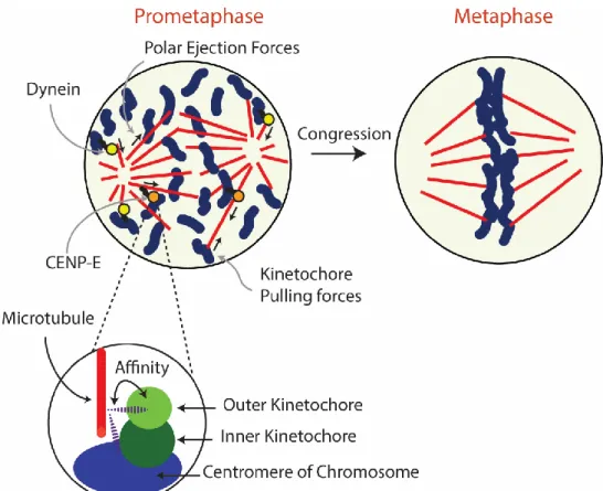 Figure 8 Congression model 