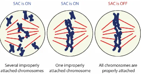 Figure 9 The SAC sensing mechanism 