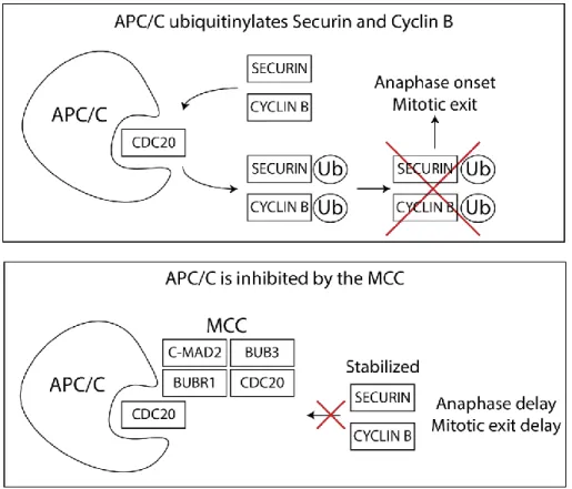 Figure 10 APC/C is inhibited by the MCC 