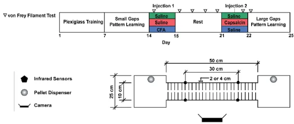 Figure 4:  A) Experimental Timeline. B) Motor Learning Task. For the first week of the experiment, animals were trained  to run back and forth on the runway to obtain a food reward