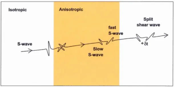 Figure  1 . 2 :  Schéma  d ' un  signal  sismique  polarisé  traversant  un  milieu  anisotrope  et se  décomposant  en  deux  signaux  si s miques  ayant  des  vitesse s  de  propagation  différente s  en  fonction  de  l'ani s otropi e  du  milieu  {aprè