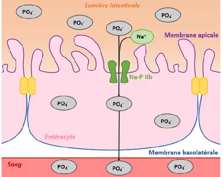 Figure 1.2. Transport transcellulaire actif du P au niveau de l'intestin 