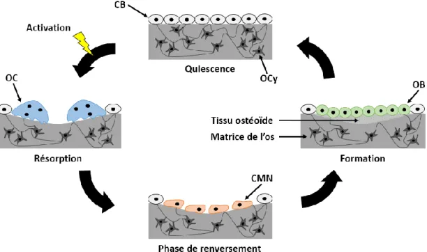 Figure 1.3. Cycle du remodelage osseux. CB : cellule bordante, CMN : cellule mononucléaire,      OB : ostéoblaste, OC : ostéoclaste, OCy : ostéocyte (adaptée de Bain et Watkins (1993)) 