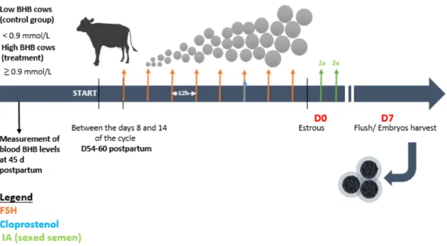 Figure 2.1  Timeline of the experimental procedures.  2.4.6 Preparation of embryos 