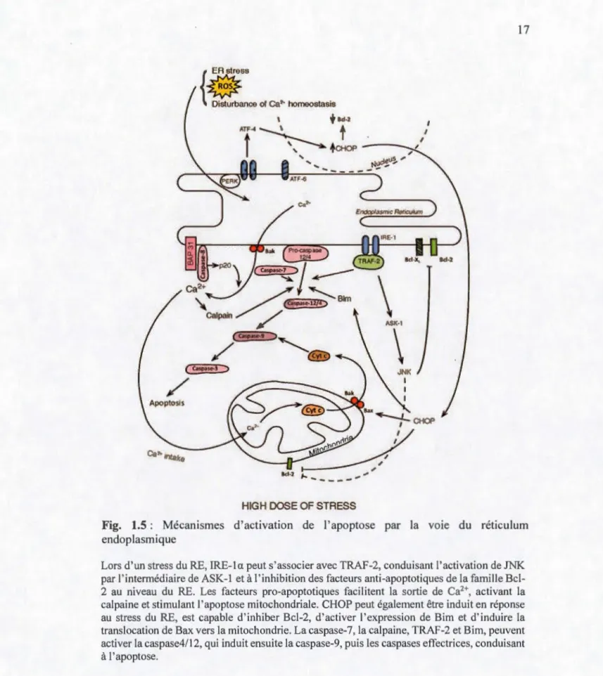 Fig.  1.5 :  Méca nis m es  d ' act ivatio n  de  l ' a po ptose  par  la  vo1 e  du  ré tic ulum  e nd opl as mique 