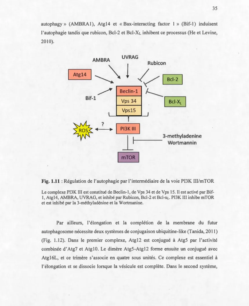 Fig.  1.11  :Rég ul ation  de  l ' autophagie par  l ' int er m é diair e  de  la  vo i e  PI3K  IIJ / mTOR  Le complexe  PI3K III  est constit u é  de Beclin-1 ,  de Vps  34 et  de  Vps  1 5 