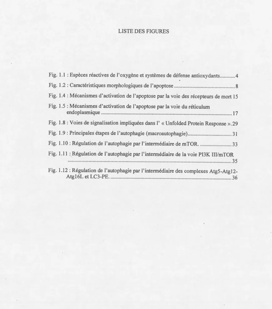 Fig.  1.1  :Espèces réactives de  l ' oxygène et systèmes de défense antioxydants  . .