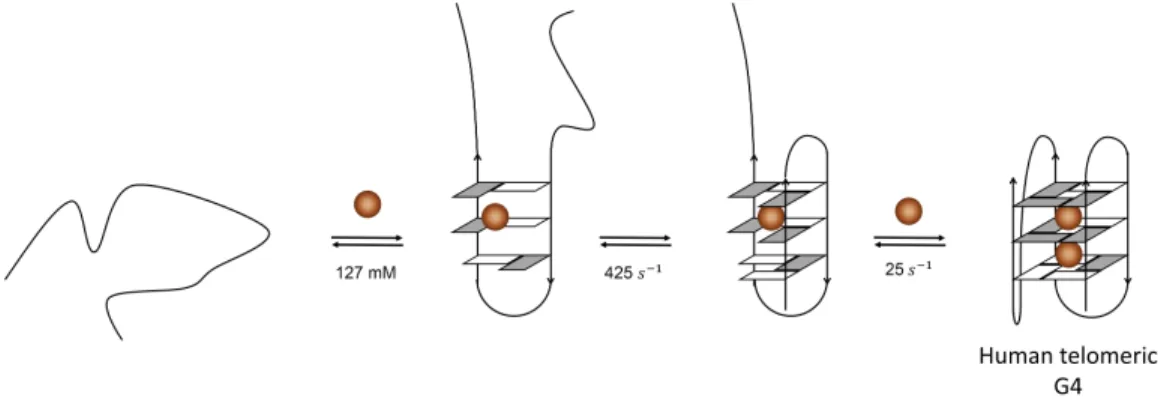 Figure 2.8: Proposed folding pathway for Tel22 in K + according to the group of