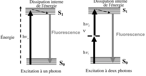 Figure I.2.1: émission de fluorescence sous excitation à un ou deux photons. 