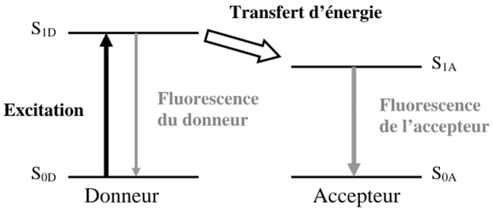 Figure I.5.7 : illustration du processus de transfert d’énergie entre deux molécules.S 0A  et S 0D