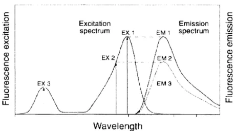 Figure 2.3  Efficacité d ’excitation  d'un  fluorophore (Tiré de  [invitrogen.2011])