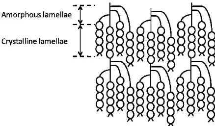 Figure  3.4  presents  the  structure  of  amylopectin  at  the  starch  granule  level