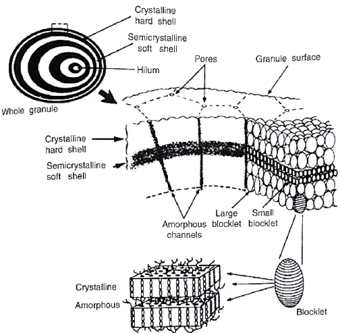 Figure 3.5: Starch granule organization (reproduced with permission from Pérez et al., 2009) 