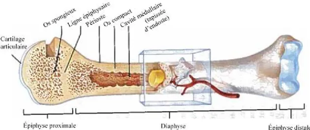 Figure 2.1 - Structure d’un os long (reproduction autorisée: Marieb &amp; Hoehn 2015)  