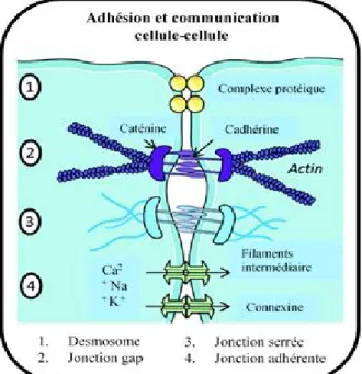Figure 2.7 - Adhésion et communication intercellulaire (reproduction autorisée: Bouet et al