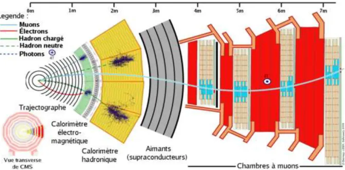 Figure 3.1 – Trajet des diff´erentes particules dans les divers couches du d´etecteur.