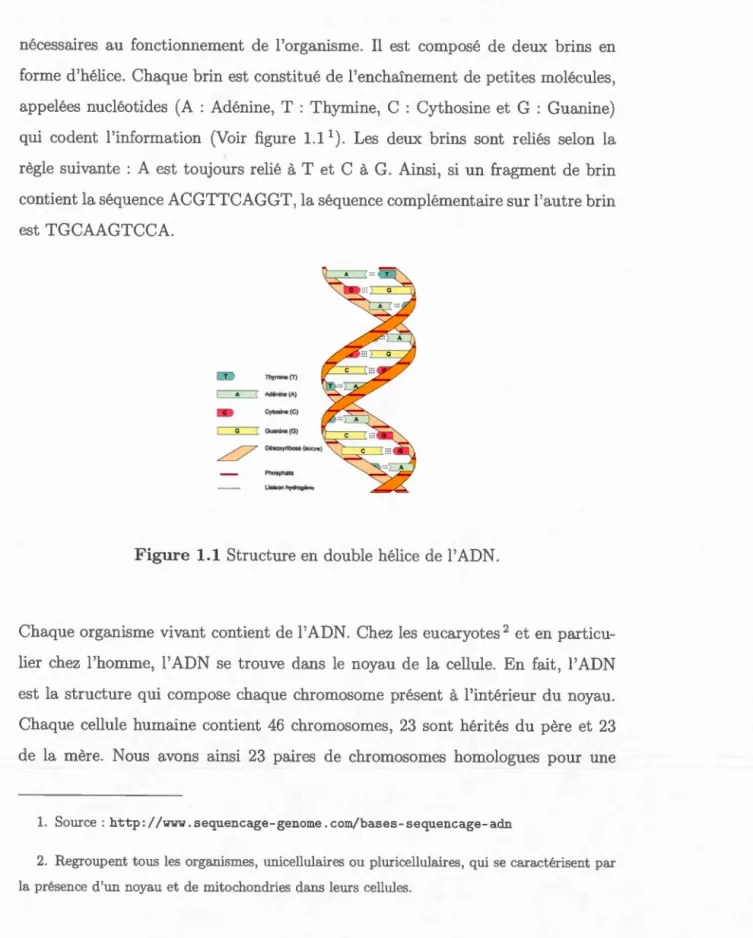 Figure  1.1  Structure  e n  double h é li ce  de l ' ADN. 