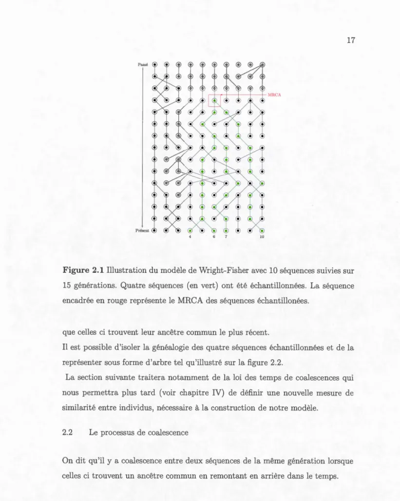 Figure  2.1  Illu st r at ion du mod è l e  d e  Wright-Fi s h e r  avec  10  sé qu e n ces  s uivi es  s ur  15  gé n é r at ion s