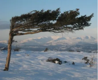 Figure 1.2: Photograph of a mountain flag tree. The branches are all oriented along the main flow direction [WEB02].