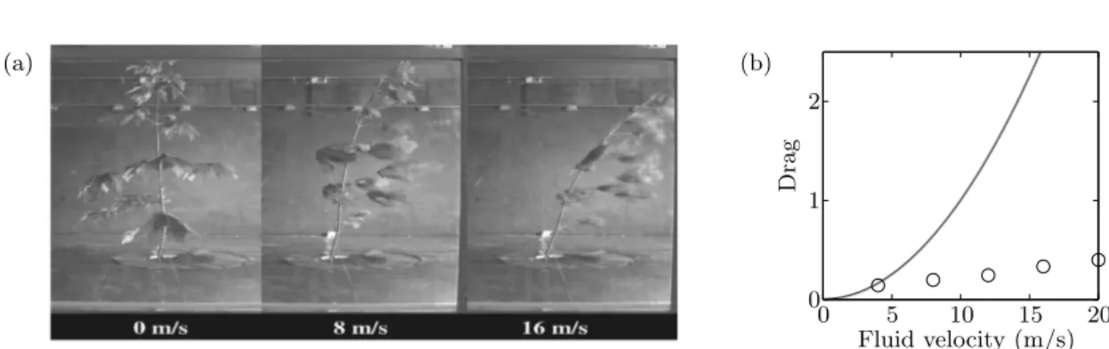 Figure 1.6: Reconfiguration of a bigleaf maple in a wind tunnel, from Vollsinger et al