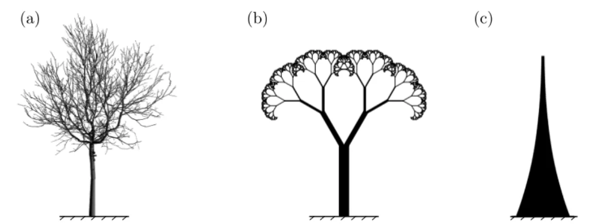 Figure 2.1: Geometries of the models used for analyzing flow-induced pruning: (a) Sec- Sec-tion 2.2: Walnut tree, as in Sinoquet et al