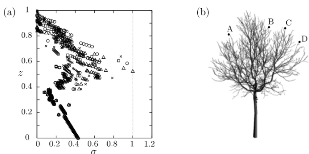 Figure 2.2: Non-dimensional stress profile σ(z) in a tree under cross-flow. (a) Computed stress profiles along four branching paths, A (×), B (), C (4) and D ( ◦ ) in the digitized tree geometry shown in (b).