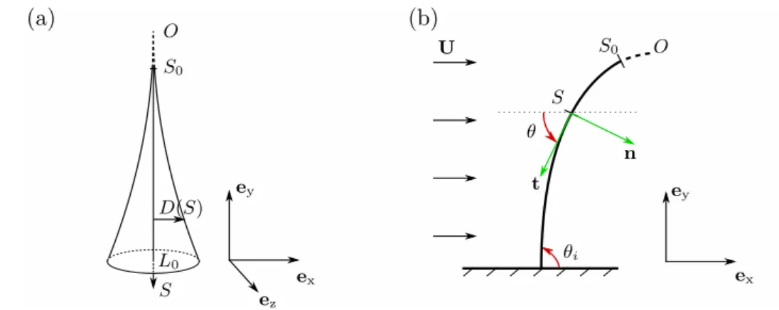 Figure 3.1: Cone model and parametrization: (a) Cone without flow; (b) Cone axis under flow and parameters of the beam description.