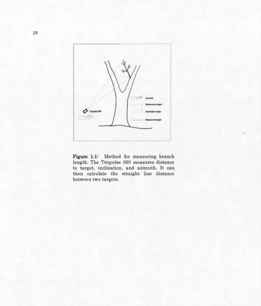 Figure  1.1:  Method  for  measuring  branch 