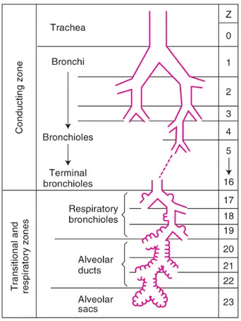 Figure 1.2 – Sch´ ema des diff´ erentes zones fonctionnelles des voies a´ eriennes pulmo- pulmo-naires (d’apr` es Weibel, 1984 [1]).