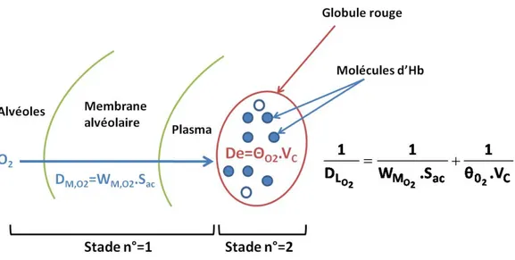 Figure 2.9 – Description classique de la capacit´ e diffusive pulmonaire D L O2 de Roughton et Forster