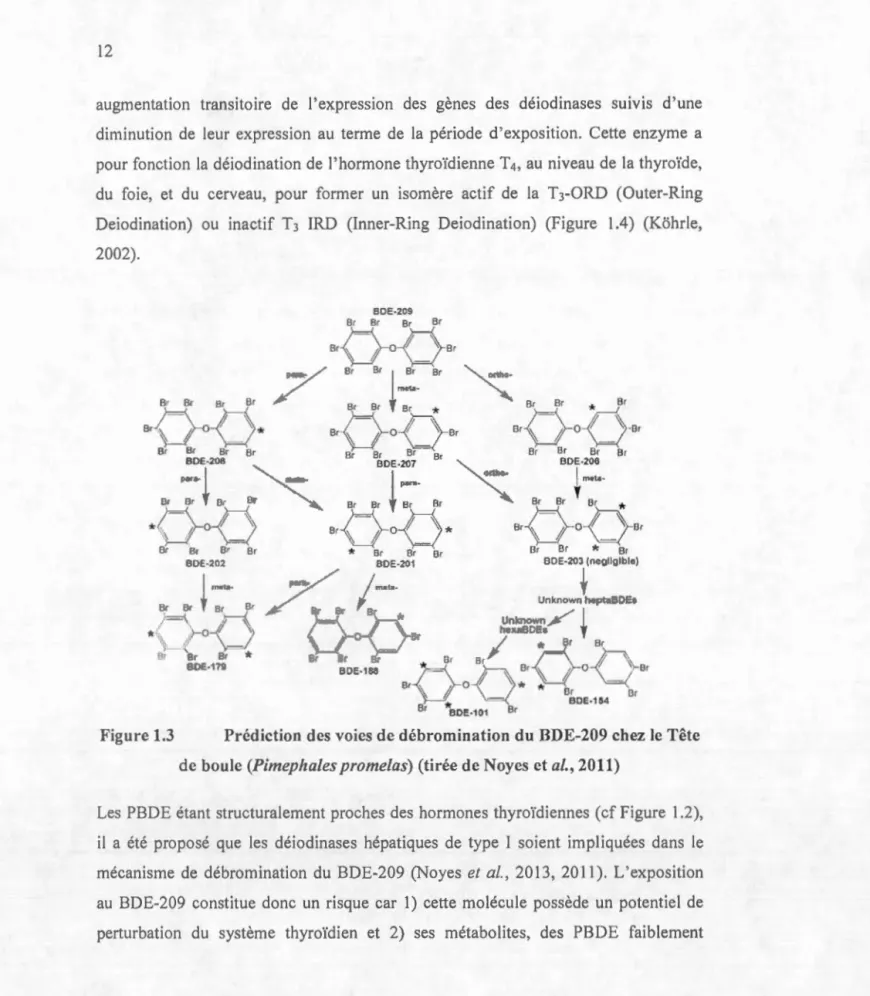 Fig ure 1.3  Prédiction des  voies de débromination du BDE-209 chez Je  Tête  de boule  (Pimepltales promelas) (tirée  de Noyes et  al.,  2011) 