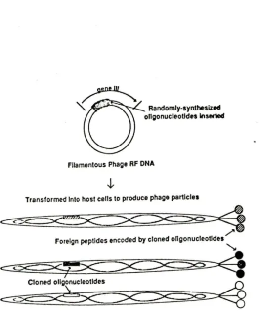 Figure no.2:  Construction  d ·une peptothèque. 