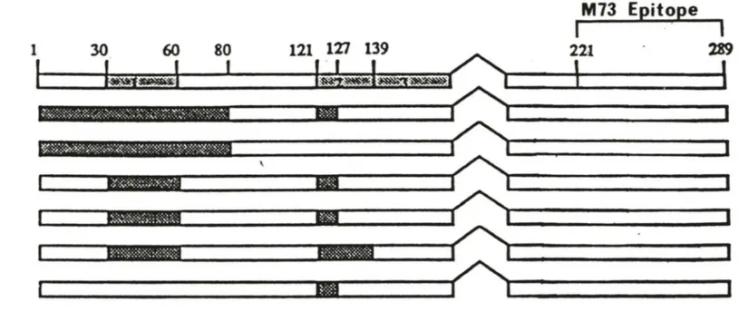 Figure no.3:  Cartographie de la protéine EIA des  Adénovirus. 