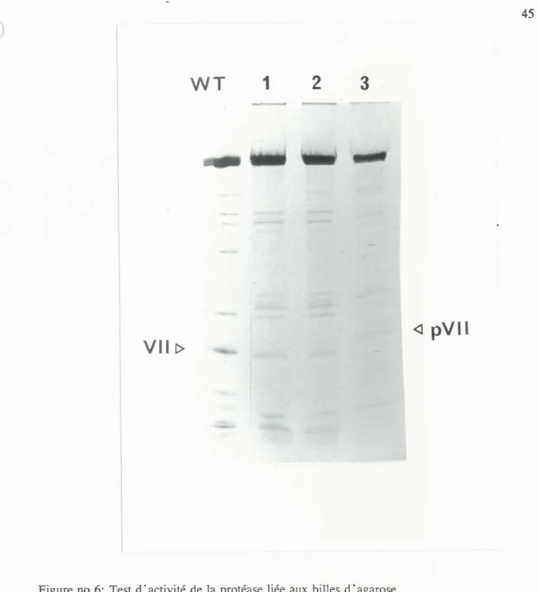 Figure no.6:  Test d ·activité de la protéase liée aux  billes d · agarose. 