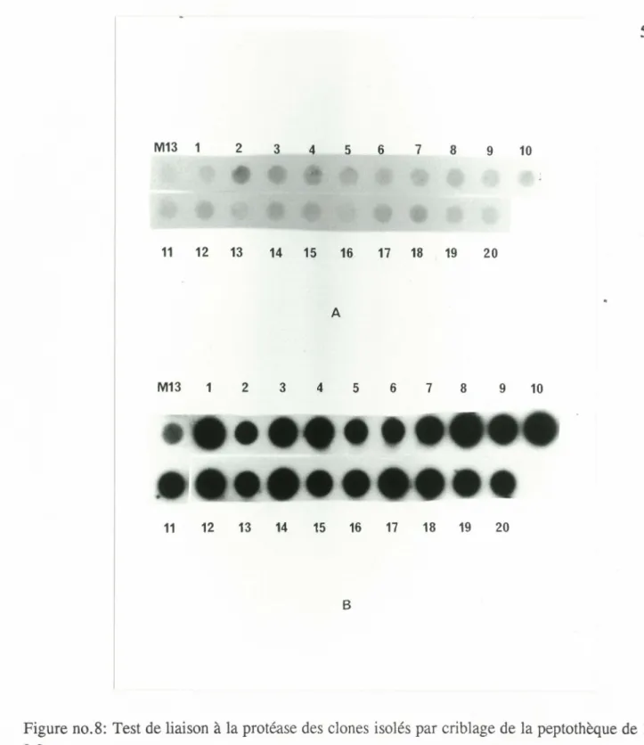 Figure no.8: Test de liaison à la protéase des clones isolés par criblage de la peptothèque de 15  a.a .
