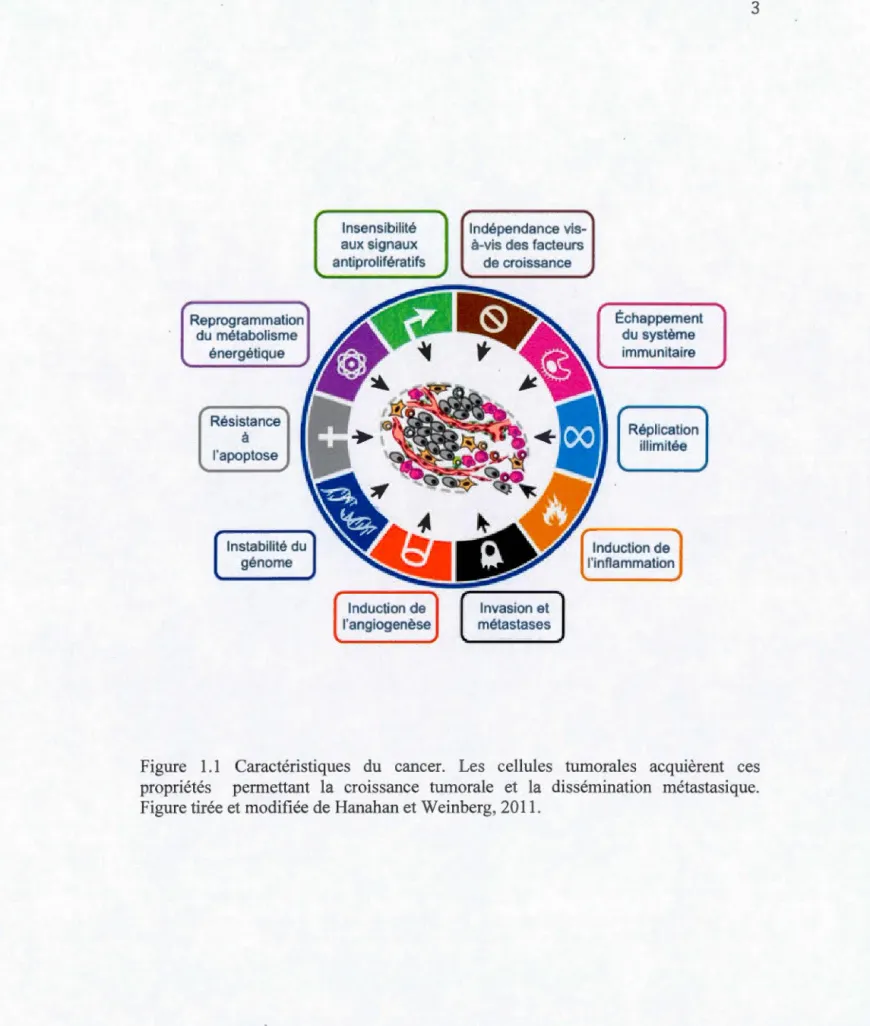 Figure  1.1  Caractéristiques  du  cancer.  Les  cellules  tumorales  acquièrent  ces  propriétés  permettant  la  croissance  tumorale  et  la  dissémination  métastasique