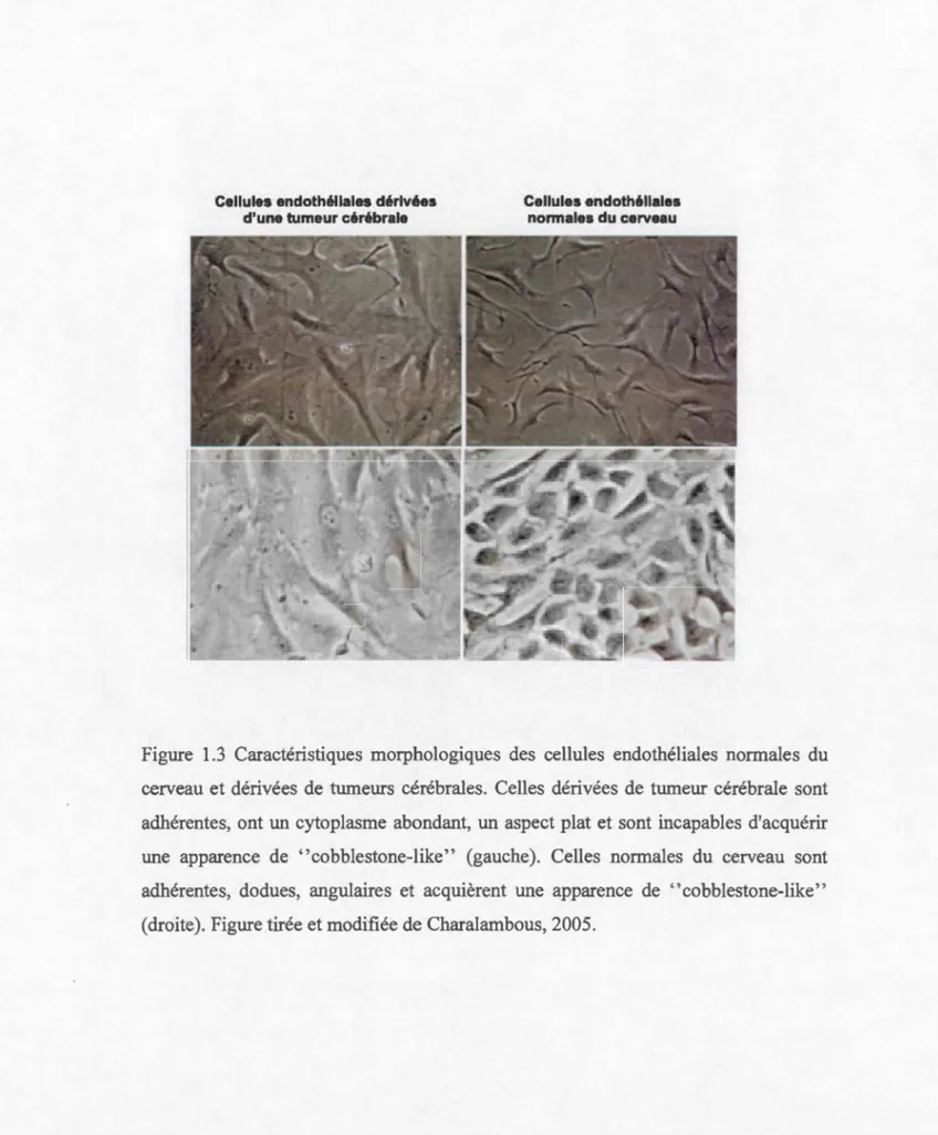 Figure  1.3  Caractéristiques  morphologiques  des  cellules  endothéliales  normales  du  cerveau  et  dérivées  de  tumeurs  cérébrales