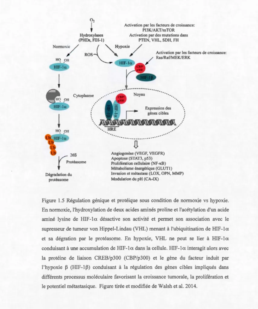 Figure  1.5  Régulation  génique  et  protéique  sous  condition  de  normoxie  vs  hypoxie