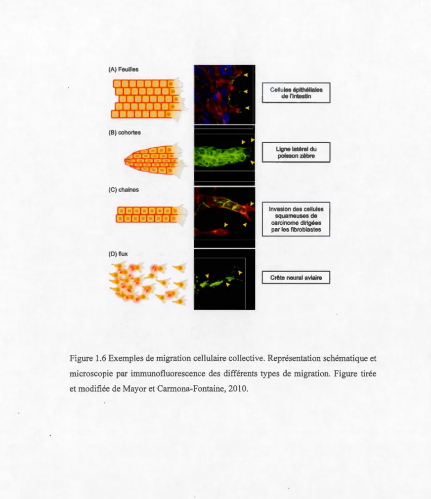 Figure  1 . 6  Exe mples de  migration cellulaire collective. Repré se ntation  schématique et 