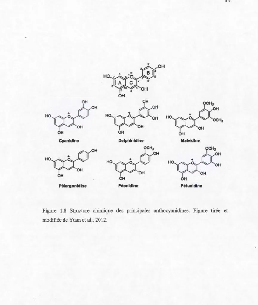 Figure  1 . 8  Structure  chimique  des  principales  anthocyanidines.  Figure  tirée  et 