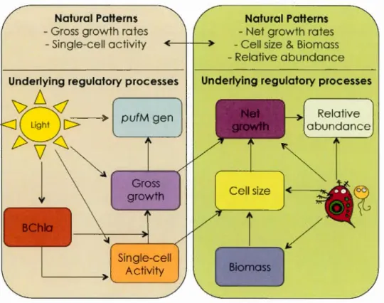 Figure  0.1.  The  aspects  of  the  physiology,  metabolism  and  ecology  of  AAP 