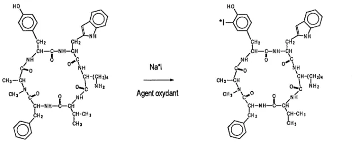 Figure 14. Stnicture et réaction du MK-678 à  l'iode radoactive en présence d'un agent oxydant (Chloramine-T).