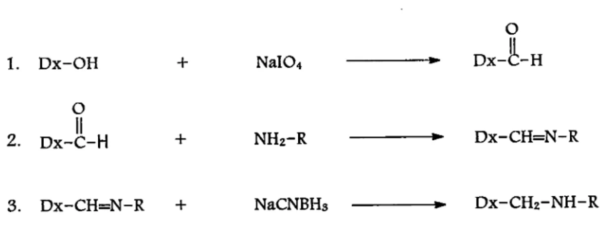 Figure 19. Schéma de la transformation du dextran à la forme liée au peptide. Formation des groupements