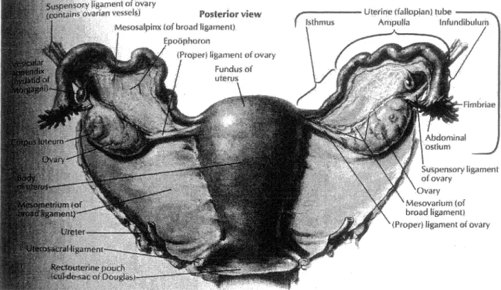 Figure 1  Vue postérieure du  système reproducteur féminin 