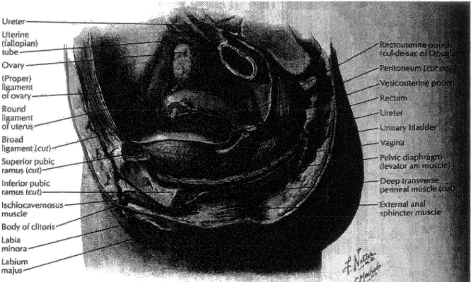 Figure 1-B: Coupe paramédianne (coupe sagittale)  de fa zone pelvienne de  la  femme  Figure 1 :  Le système reproducteur féminin