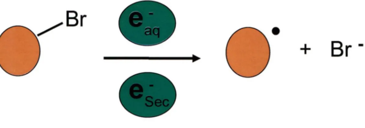 Figure 9.  Représentation schématique de la formation radicalaire.  Bris de la liaison  brome-carbone suite à l'abstraction électronique par le brome