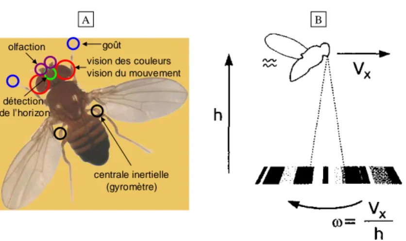Fig. 2.15 – (A) Illustration des capteurs sensoriels &#34;à bord&#34; d’un insecte ailé