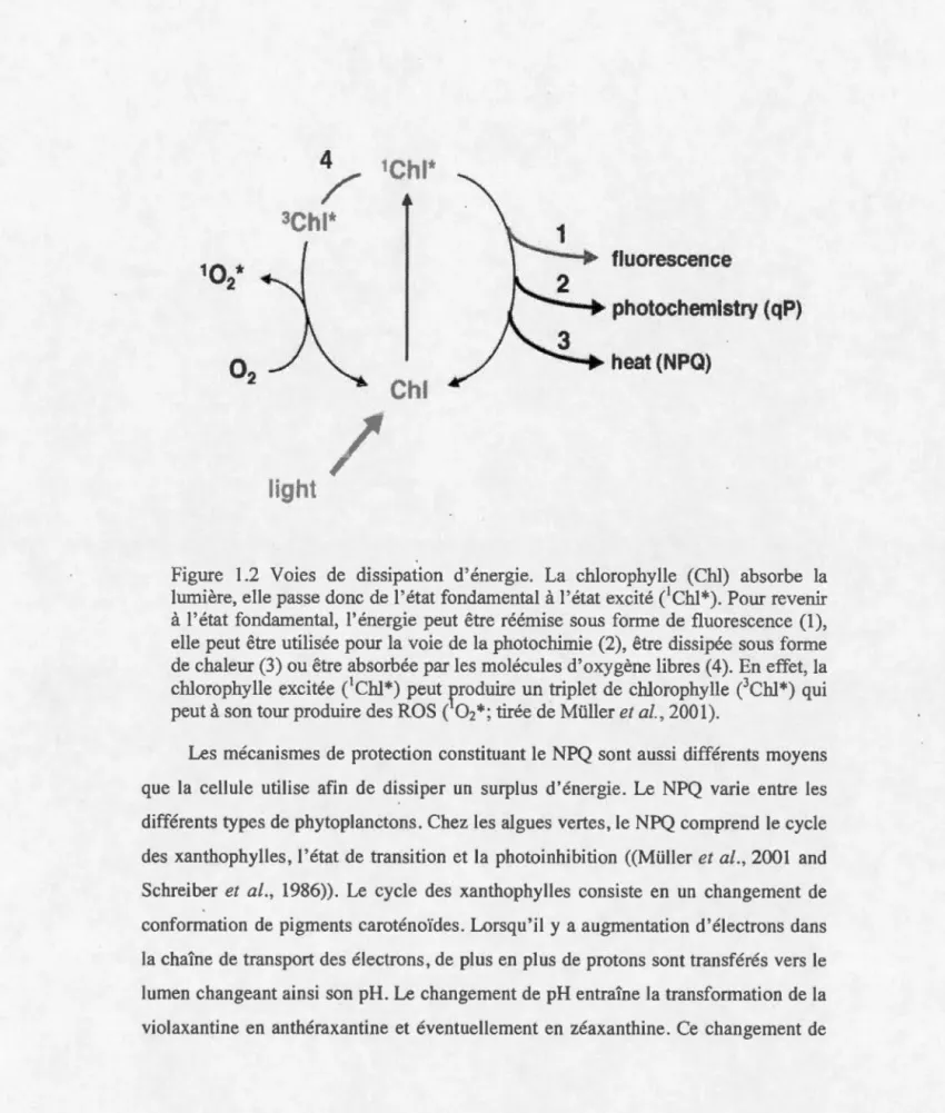 Figure  1.2  Voies  de  dissipation  d ' énergie.  La  chlorophylle  (Chi)  absorbe  la  lumière ,  elle passe donc de l ' état fondamental  à  l'état excité ( 1 Chl*) 