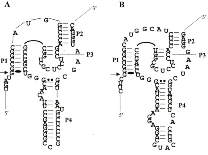 Figure 3:  Les  motifs  autocatalytiques  du  VHD.  Séquences  nucléotidiques  et structures  secondaires selon le modèle en pseudo-noeud des motifs autocatalytiques A) génomique et  B) antigénornique en cis  du VHD