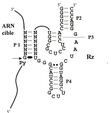 Figure 7:  Le ribozyme delta.  Séquence  nucléotidique  et structure  secondaire  prédite  du  ribozyme delta ciblant un ARN en trans